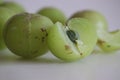 Amla or gooseberries shot on a white background Royalty Free Stock Photo